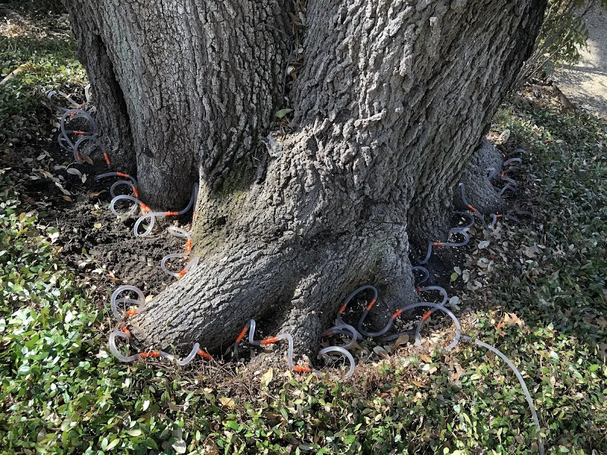 Detailed Tree Cabling and Bracing job site in Albion